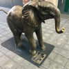 Sheldrake Wildlife Trust elephants by Gillie and&nbsp;Marc