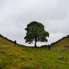 Sycamore Gap