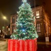 Tracy’s Tree, Maryhill
