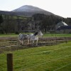 Melrose Abbey with horses and&nbsp;hills
