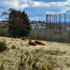 Dawsholm Park and Highland&nbsp;cattle