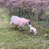 Mother sheep and baby&nbsp;lamb