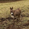 Donkey