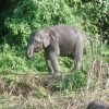 Pygmy elephants, Kinabatangan&nbsp;River