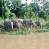 Pygmy elephants, Kinabatangan&nbsp;River