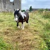 Middleham horse