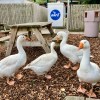Geese at service&nbsp;station