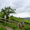 Ullswater Wych Elm