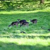 Levens Hall Deer&nbsp;Park